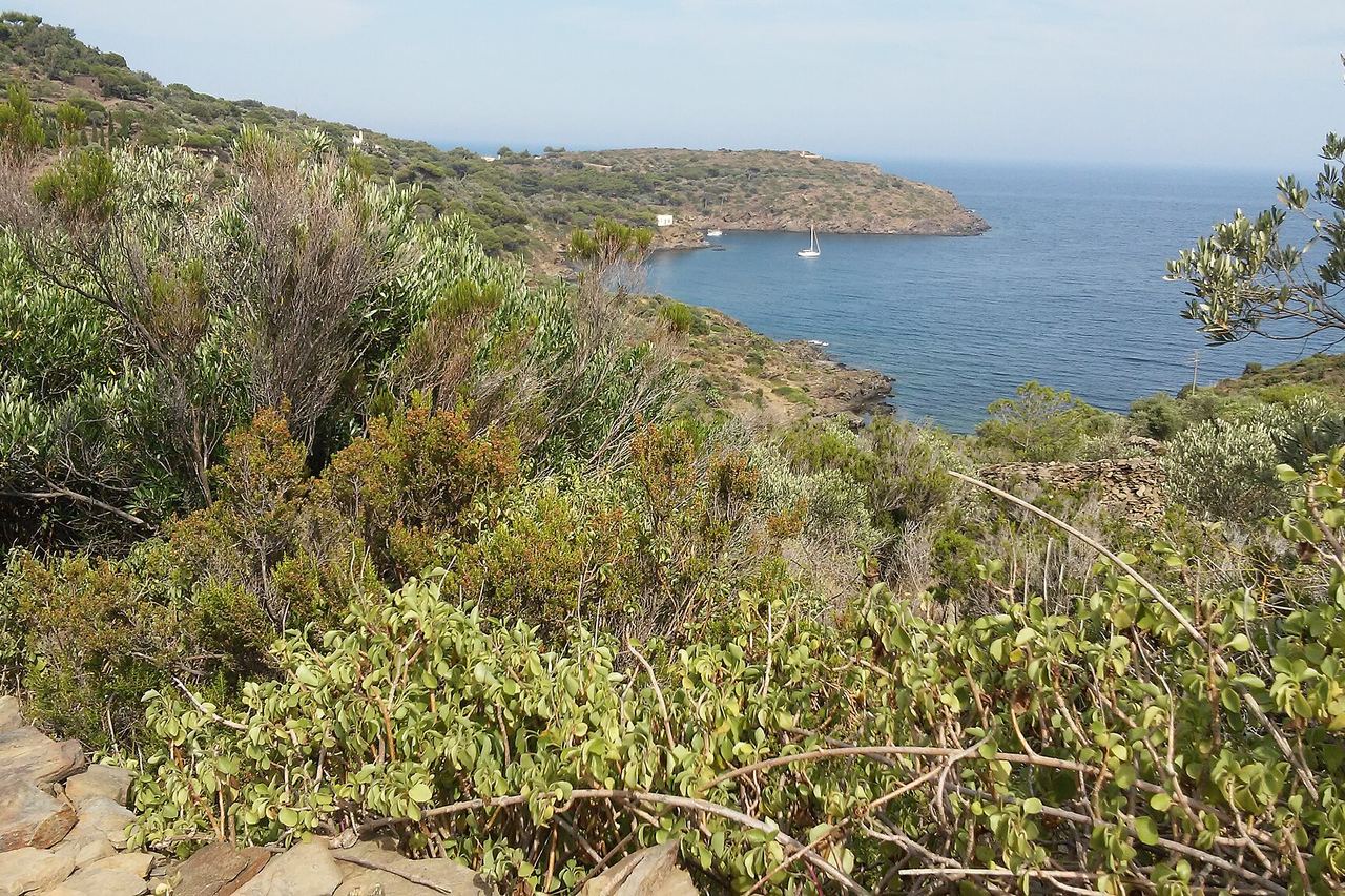 La costa del Cap de Creus: matolls i pedres en primer pla i, al fons, una cala amb un veler i una punta de terra