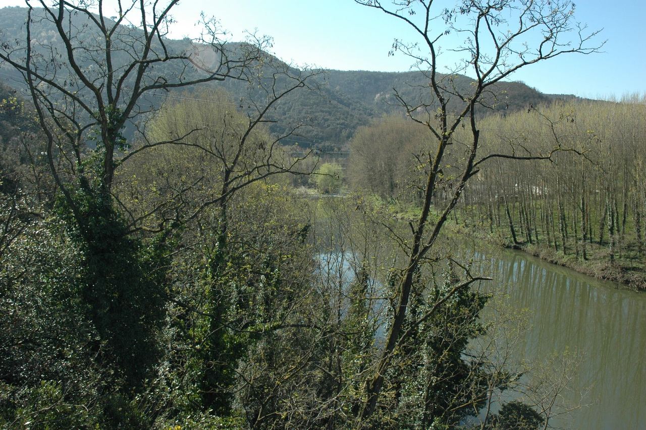 El riu Ter al congost, vist entre arbres de branques nues, amb una arbreda en fileres a la riba i turons boscosos al fons